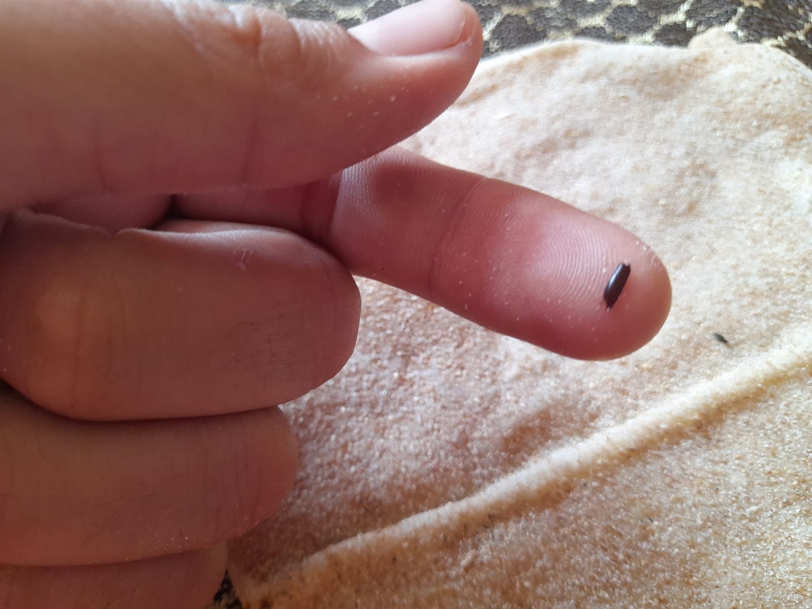 الحشرات 4ت
