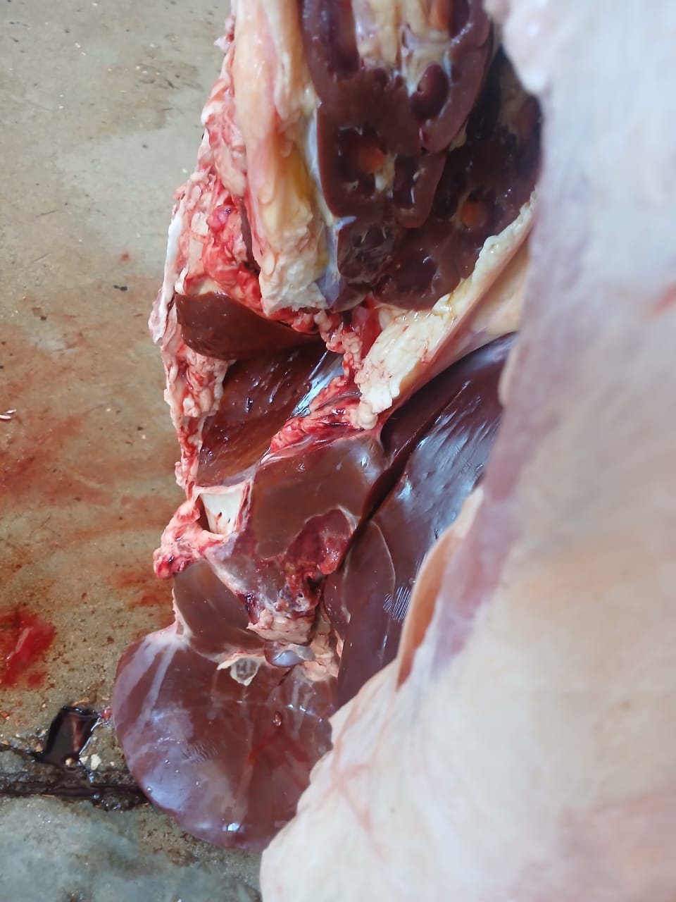 IMG-20251021-WA0016