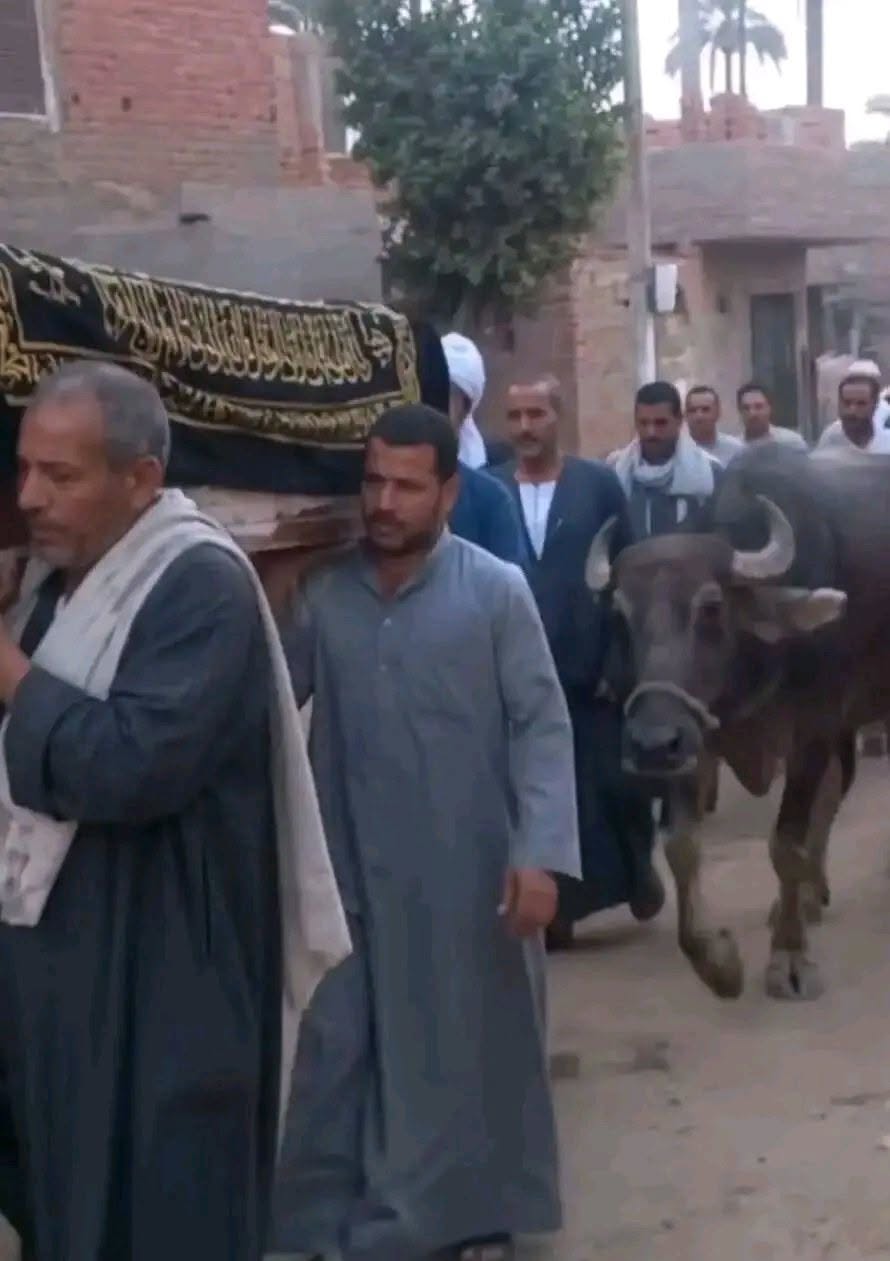 جاموس