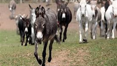 أسرار صناعة «المنشطات الجنسية» من جلود الحمير المصرية