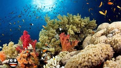 اكتشاف شعاب مرجانية تمتد من فرنسا إلي البرازيل