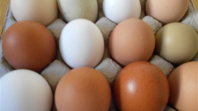 «البيض» أحد مكونات الطهى التى لا غنى عنها بمطبخك