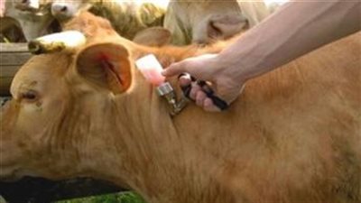 تحصين الماشية ضد الحمى القلاعية بسوهاج