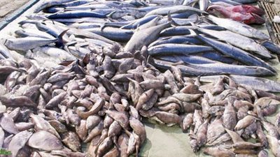 ضبط 109 كيلو «أسماك فاسدة» خلال حملة أمنية بالجيزة 