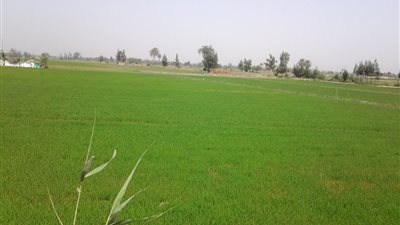 بالصور .. «الري» تزيل مشاتل الأرز بالغربية 