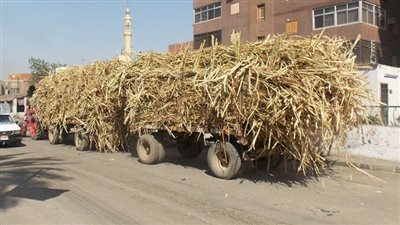 مشاكل مزارعي قصب السكر على طاولة البرلمان 