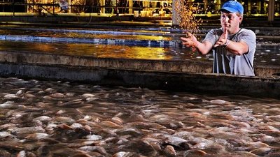 تعرف على أسباب إصابة أسماك السلمون بـ«الاكتئاب» 