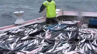 28 مخالفة صيد بدون ترخيص في أسوان