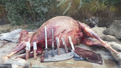تفاصيل القبض على عاطلين قاموا بذبح 20 حمارا بالقليوبية 