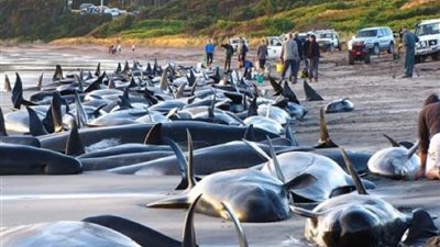 بالصور| أغرب حوادث موت الحيوانات 