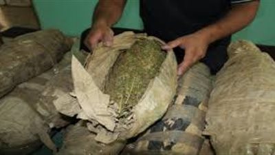 سقوط تشكيل عصابي بحوزته 6 كيلو بانجو بالقليوبية 