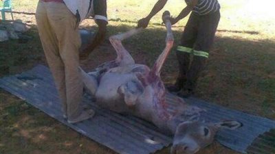  ضبط 28 حمارا مذبوحا قبل طرح لحومها للمواطنين