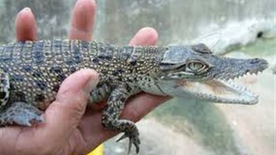 ضبط شخص بحوزته تمساح أمام قصر الثقافة ببنها