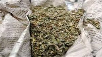 ضبط عاطلين بحوزتهما كمية من البانجو قبل ترويجهما للعملاء بكفر شكر