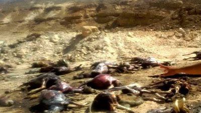 تشكيل لجنة لكشف غموض العثور على 250 حمارًا مسلوخًا بسوهاج