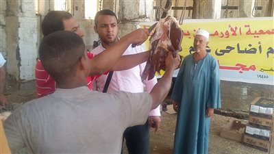 ذبح 40 عجلًا فى سوهاج استعدادًا لعيد الأضحى