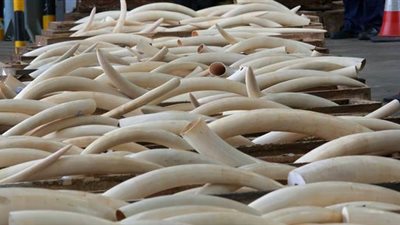 دول إفريقية تطالب برفع الحظر عن تجارة العاج