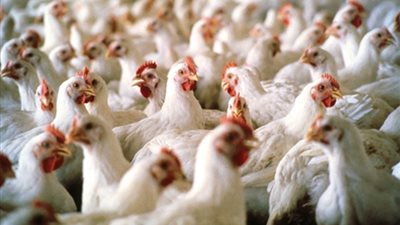 محاربة لارتفاع الأسعار.. رفع كفاءة مشروعات تسمين الدواجن بسوهاج