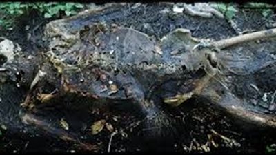 شرح تفصيلي لما يطرأ على جسد الإنسان بعد الموت