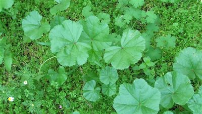 خبراء التجميل الفرنسيون: نبات 