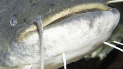 وحش نيسي غير موجود