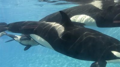 دعوى قضائية لإطلاق صراح أنثى الحوت القاتل «لوليتا»