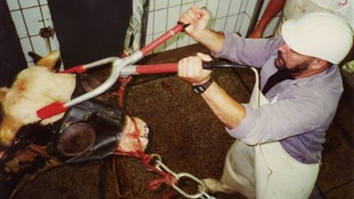 بالفيديو.. مصر تستورد دواجن 