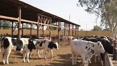 أول تعليق لـ