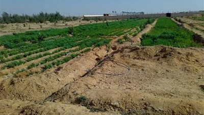 تفاصيل مذكرة ملاك الحزام الأخضر الصادمة.. تعرف عليها 