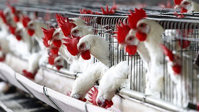 ارتفاعات جديدة في أسعار الدواجن خلال رمضان