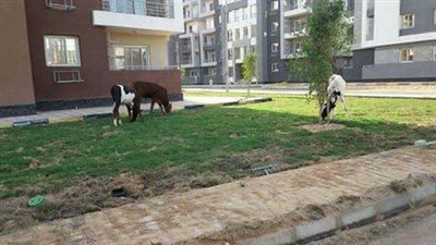  بالصور.. الأبقار تغزو المسطحات الخضراء بمشروع دار مصر 