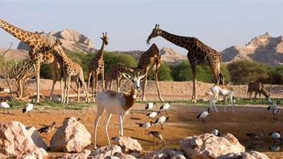 ما العلاقة بين حدائق الحيوان واللياقة البدنية؟!