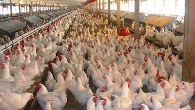 وفد دولي يزور محافظة دمياط.. تعرف على السبب