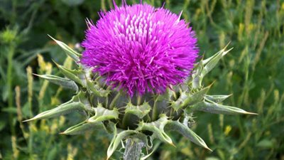 أهمها طرد «سموم التدخين» من الجسم.. 7 فوائد لـ«الحليب الشوكي»