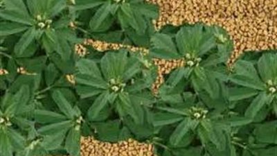 هذه الأعشاب الطبيعية تساعد في علاج مرض السكرى