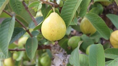 وصفة طبيعية من «ورق الجوافة» لنمو الشعر