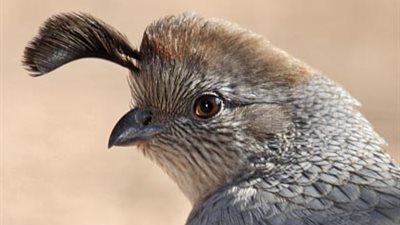 باستخدام «ريش السمان».. وصفة سحرية لزيادة كثافة الشعر