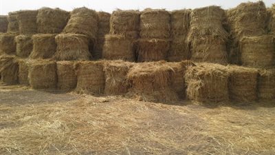 وزارة الزراعة تُصدر تقريرًا هامًا حول «قش الأرز»