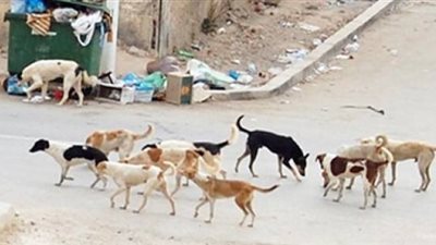 «الصحة» توفر مصل الكلب مجانًا في الوحدات الصحية 