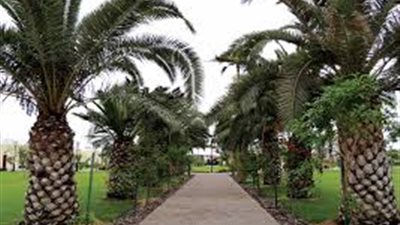 دراسة تكشف أهمية الأشجار والنباتات على «صحة القلب»