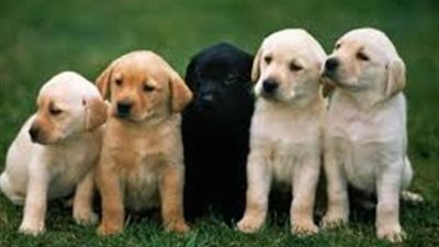 فتوى هامة لـ«شيخ الأزهر» بخصوص تسمية الحيونات بأسماء الأشخاص والعكس 