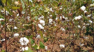 وزير الزراعة يُحذر جمعية مُنتجي الأقطان: ستتم محاسبتهم 