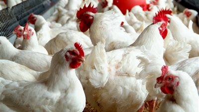 «الزراعة»: بيع الدواجن بهذه الطريقة في 2018 غير مقبول 