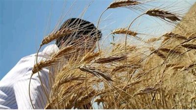 بيان رسمي.. زراعة 124 ألف فدان قمح بالغربية حتى الآن 
