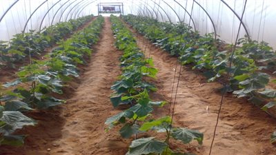 وزير الزراعة يُشيد بمشروعات القوات المسلحة 