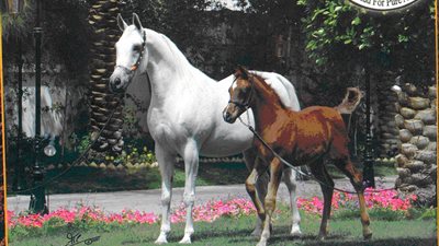 الزراعة: نجحنا في تصدير 22 خيل عربي بعد توقف 5 سنوات