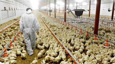 بدء تسليم عقود للشركات لمزارع للإنتاج الداجني