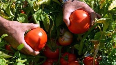 نقيب الفلاحين يكشف عن كارثة بشأن محصول الطماطم 