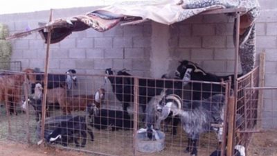 البحوث الزراعية ينجح في إدخال سلالات جديدة من الأغنام والماعز للوادي الجديد