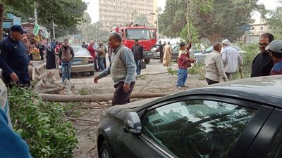 بسبب الرياح الشديدة.. سقوط أشجار بشارع وزارة الزراعة 